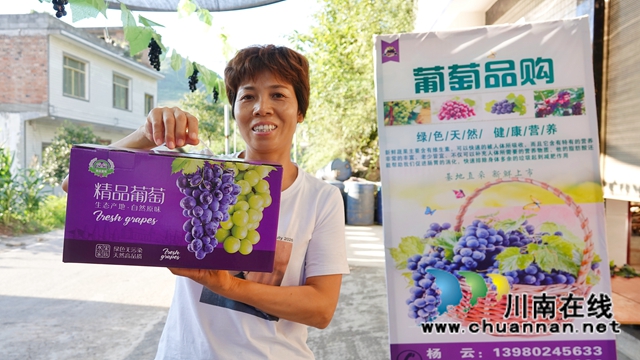古蔺：葡萄飘香采摘忙，产销两旺果农笑(图2)