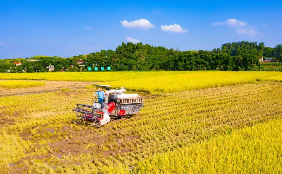在农村长大的自贡人，赶紧看过来…(图2)