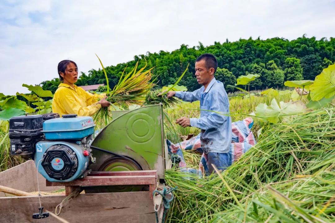在农村长大的自贡人，赶紧看过来…(图6)