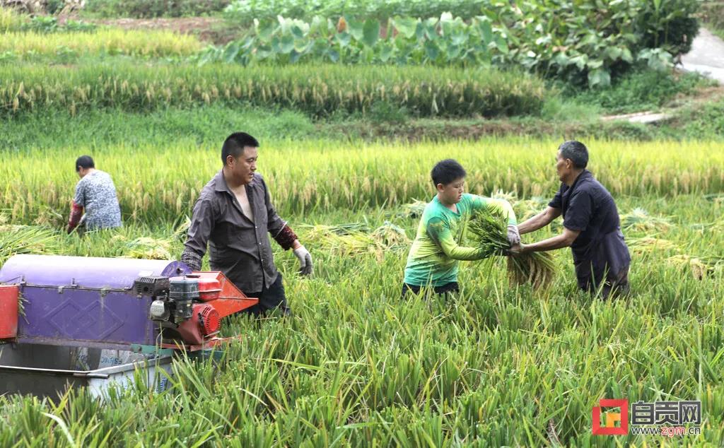在农村长大的自贡人，赶紧看过来…(图8)