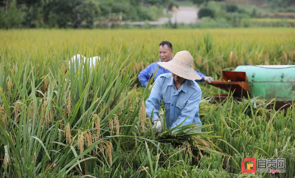 在农村长大的自贡人，赶紧看过来…(图4)