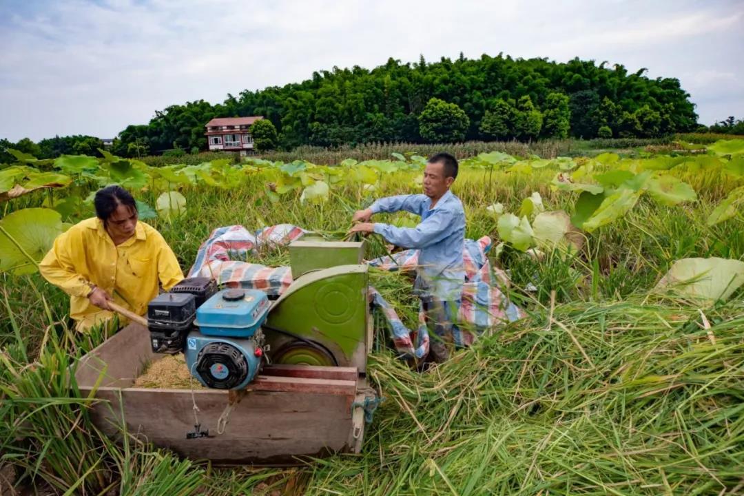 在农村长大的自贡人，赶紧看过来…(图10)