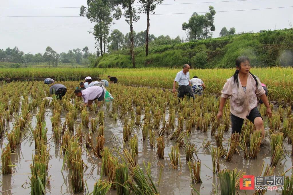 在农村长大的自贡人，赶紧看过来…(图15)