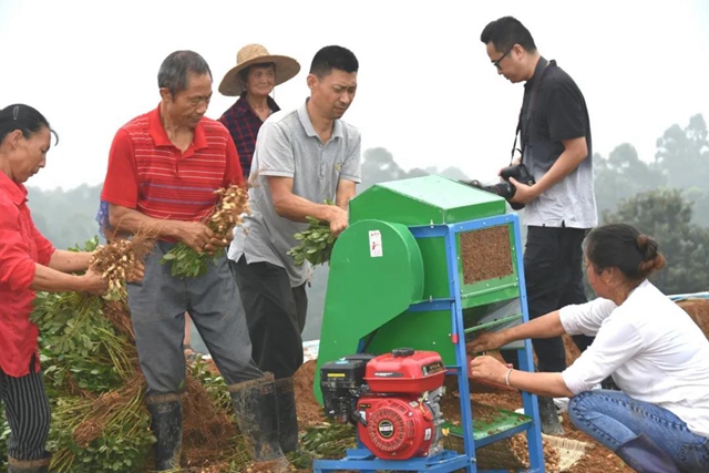 荣县新品种花生亩产破千斤！(图1)