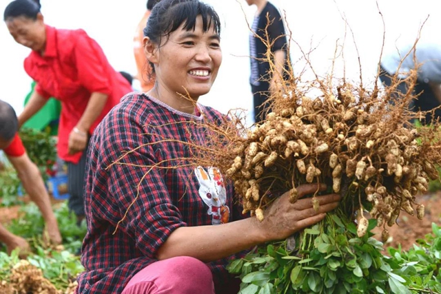 荣县新品种花生亩产破千斤！(图2)