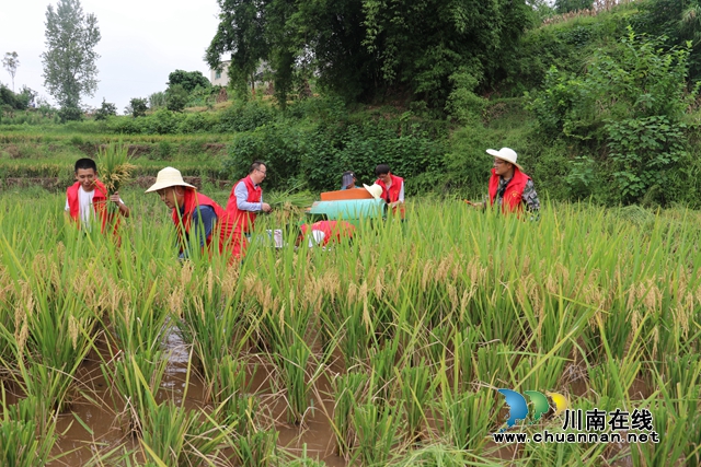 办实事 泸县潮河镇志愿者服务队助农秋收忙(图3)