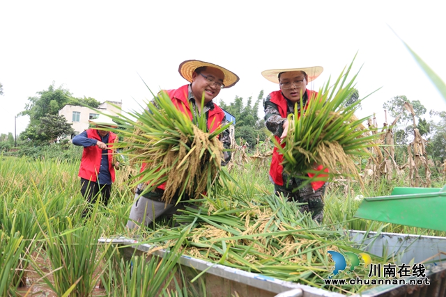 办实事 泸县潮河镇志愿者服务队助农秋收忙(图4)