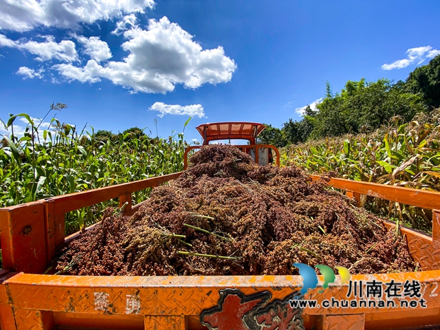 古蔺县金兰街道：红樱子高粱喜迎丰收(图2)