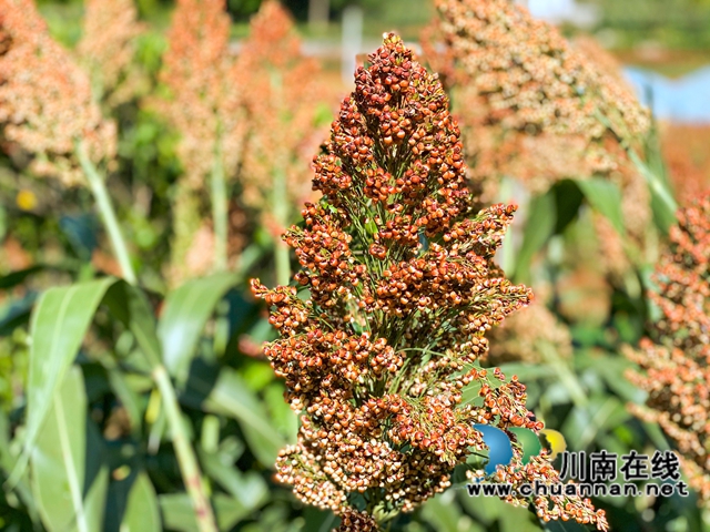 古蔺县金兰街道：红樱子高粱喜迎丰收(图4)