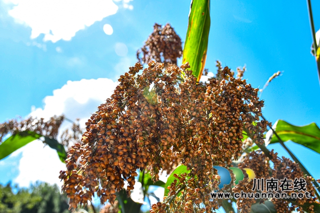 古蔺县金兰街道：红樱子高粱喜迎丰收(图6)