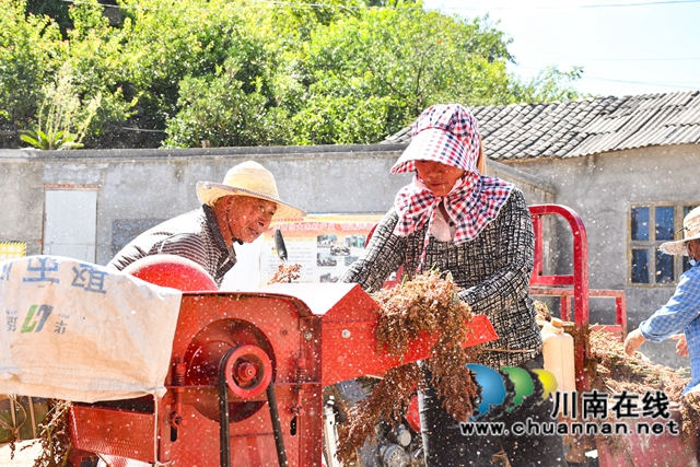 古蔺县金兰街道：红樱子高粱喜迎丰收(图5)