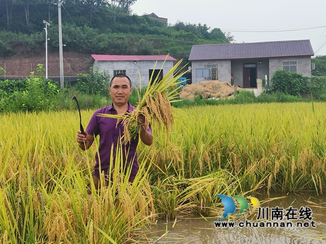 稻熟虾肥农欢笑！泸县玄滩镇双稻双虾喜获丰收(图1)