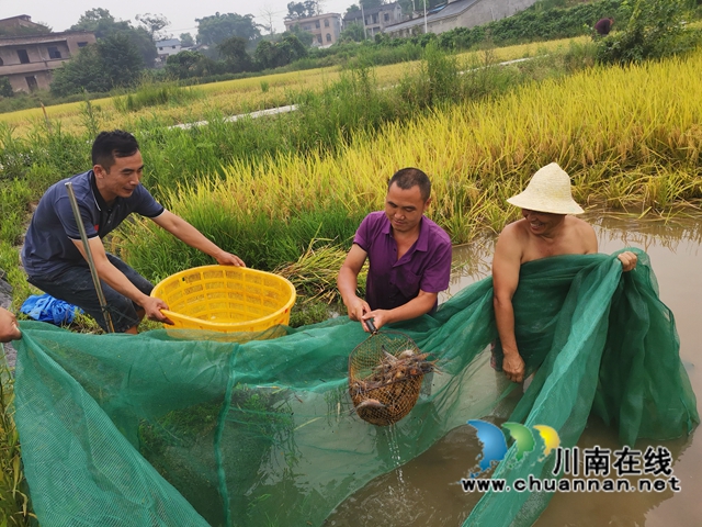 稻熟虾肥农欢笑！泸县玄滩镇双稻双虾喜获丰收(图4)