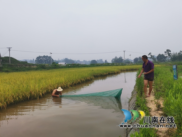 稻熟虾肥农欢笑！泸县玄滩镇双稻双虾喜获丰收(图3)