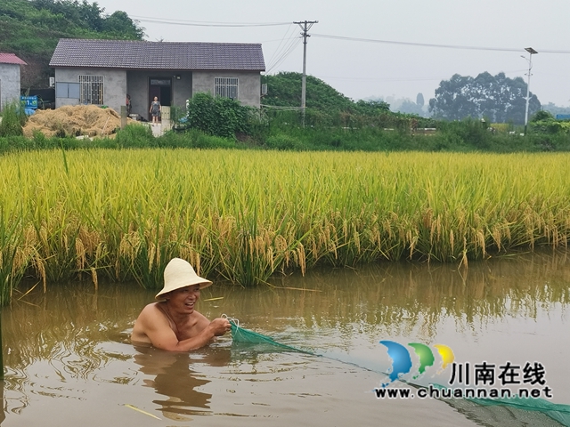 稻熟虾肥农欢笑！泸县玄滩镇双稻双虾喜获丰收(图2)