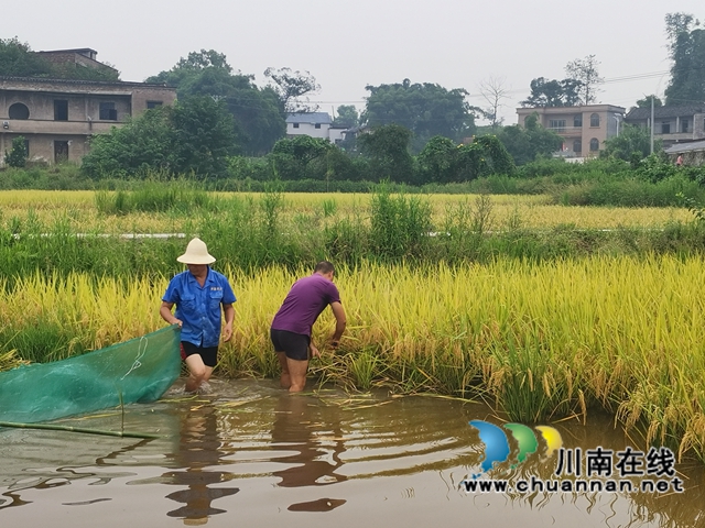 稻熟虾肥农欢笑！泸县玄滩镇双稻双虾喜获丰收(图5)