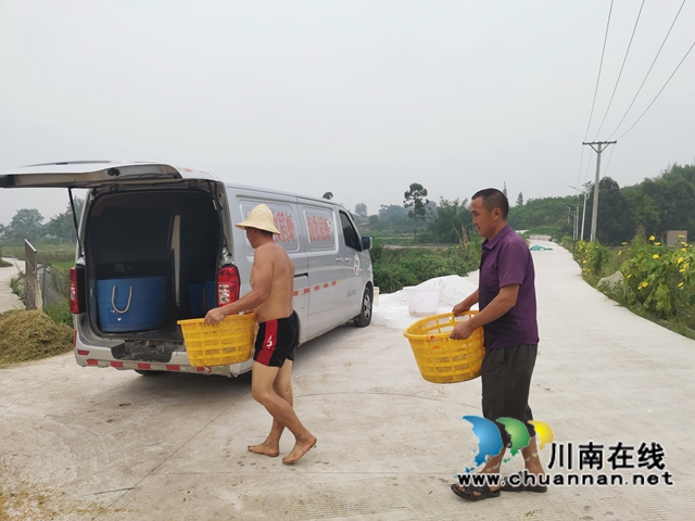 稻熟虾肥农欢笑！泸县玄滩镇双稻双虾喜获丰收(图6)