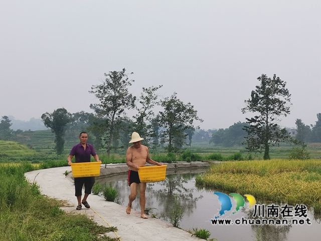 稻熟虾肥农欢笑！泸县玄滩镇双稻双虾喜获丰收(图7)