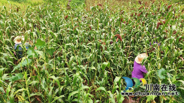古蔺县彰德街道:大户带小户共走致富路(图4) 古蔺县彰德街道:大户带小户共走致富路(图4)