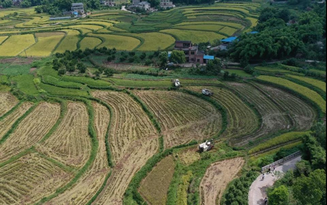 神操作！合江这里的稻谷从收割到上餐桌仅需一天！(图1)