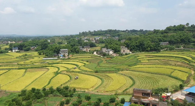 在白沙鎮馬鹿村,同時忙碌的還有在田間地裡的收割機.