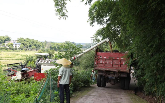 神操作！合江这里的稻谷从收割到上餐桌仅需一天！(图3)