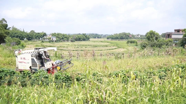 神操作！合江这里的稻谷从收割到上餐桌仅需一天！(图9)