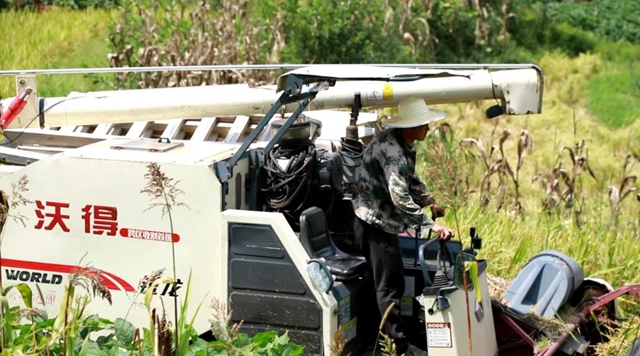 神操作！合江这里的稻谷从收割到上餐桌仅需一天！(图10)