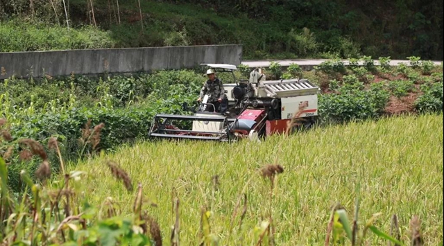 神操作！合江这里的稻谷从收割到上餐桌仅需一天！(图5)