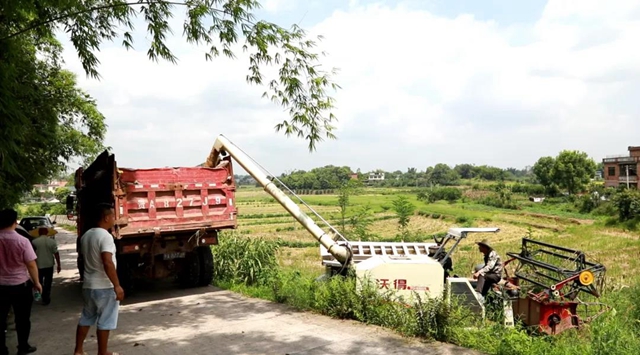 神操作！合江这里的稻谷从收割到上餐桌仅需一天！(图7)