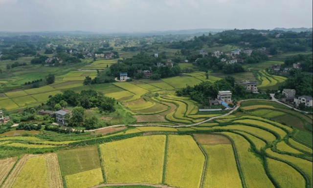 神操作！合江这里的稻谷从收割到上餐桌仅需一天！(图12)