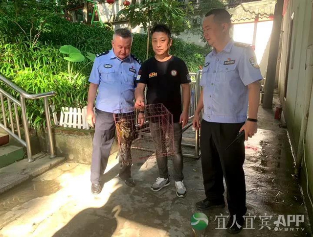 惊！宜宾一市民捡到“怪鸟”，眼神犀利像老鹰，民警对比发现竟是……(图5)