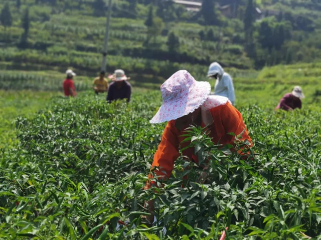 椒红似火，古蔺这儿的辣椒成熟了！(图2)