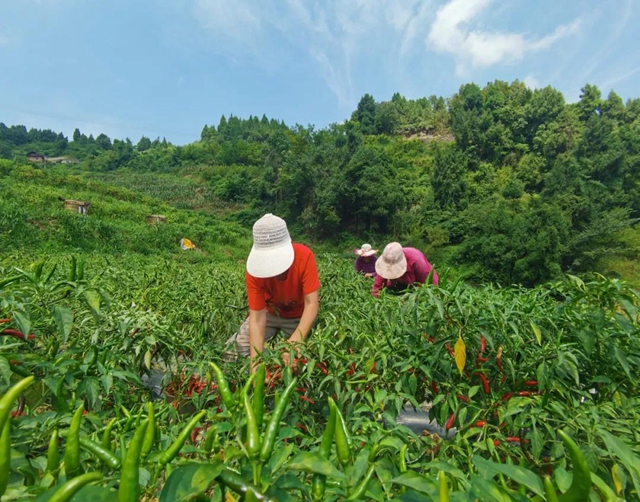椒红似火，古蔺这儿的辣椒成熟了！(图1)