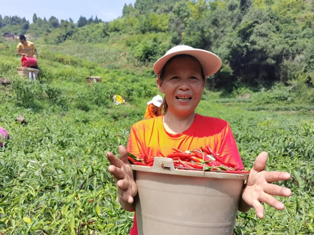 椒红似火，古蔺这儿的辣椒成熟了！(图3)
