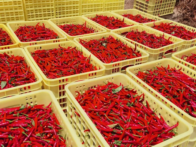 椒红似火，古蔺这儿的辣椒成熟了！(图6)