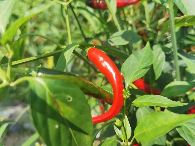 椒红似火，古蔺这儿的辣椒成熟了！(图5)