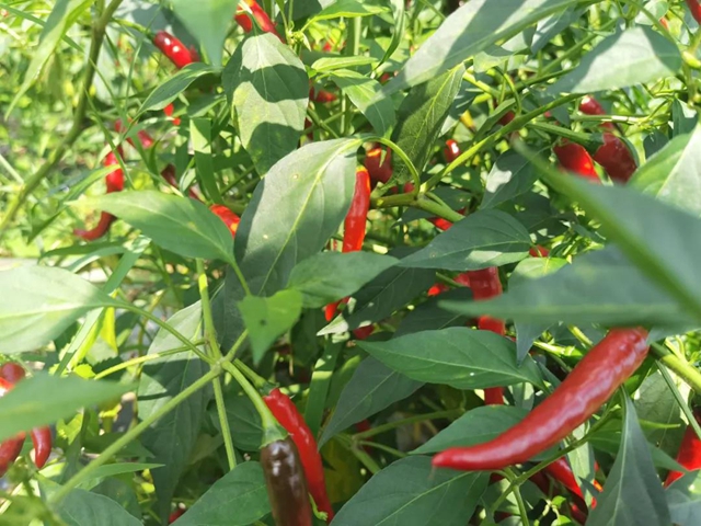 椒红似火，古蔺这儿的辣椒成熟了！(图4)