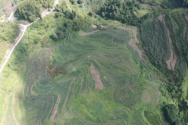 椒红似火，古蔺这儿的辣椒成熟了！(图7)