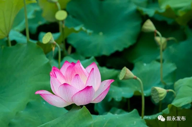 荷花、稻田、云卷云舒，在叙永落卜云山坝，总有一样打动你！(图4)