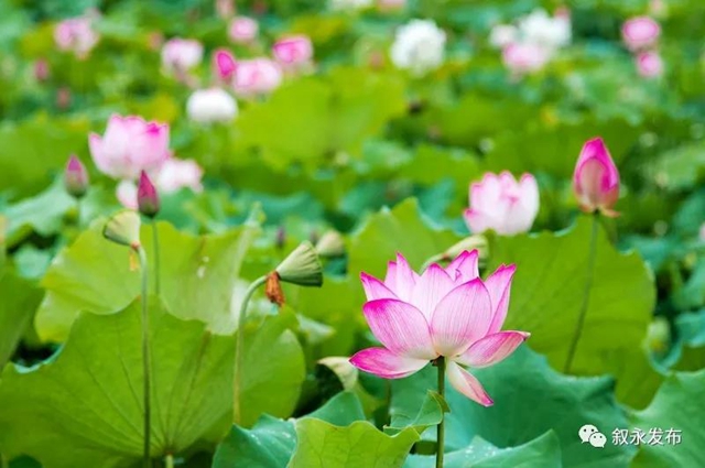 荷花、稻田、云卷云舒，在叙永落卜云山坝，总有一样打动你！(图1)