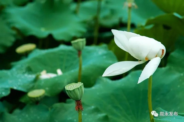 荷花、稻田、云卷云舒，在叙永落卜云山坝，总有一样打动你！(图3)