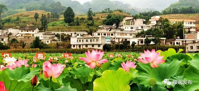 荷花、稻田、云卷云舒，在叙永落卜云山坝，总有一样打动你！(图6)