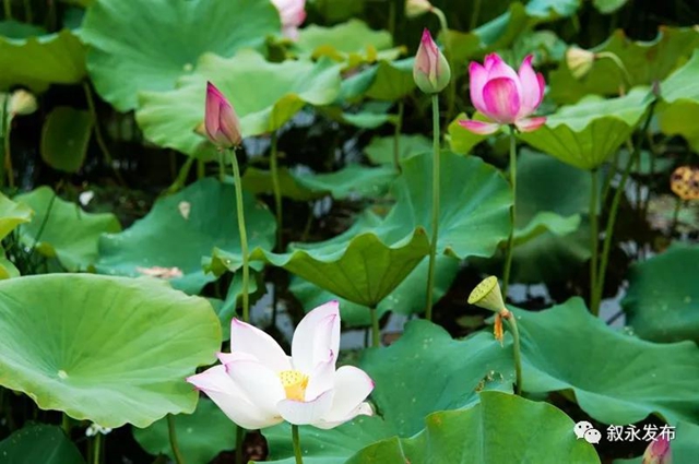 荷花、稻田、云卷云舒，在叙永落卜云山坝，总有一样打动你！(图7)