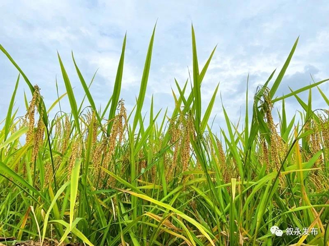 荷花、稻田、云卷云舒，在叙永落卜云山坝，总有一样打动你！(图10)