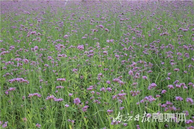 变得不敢相信！内江大自然湿地公园要来啦！(图11)