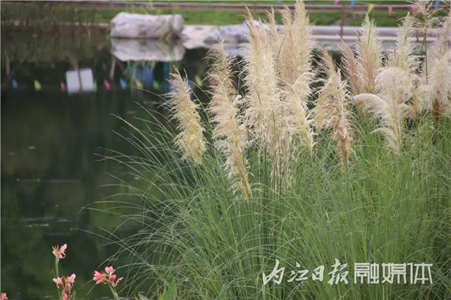 变得不敢相信！内江大自然湿地公园要来啦！(图5)