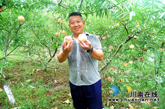 江阳区通滩镇：打工者返乡种桃，错峰销售赚得多