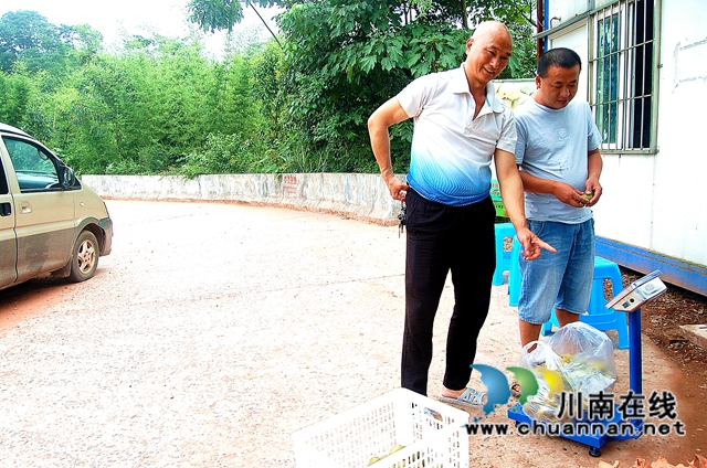 纳溪区白节镇：种猕猴桃养猪，生态种养增收多