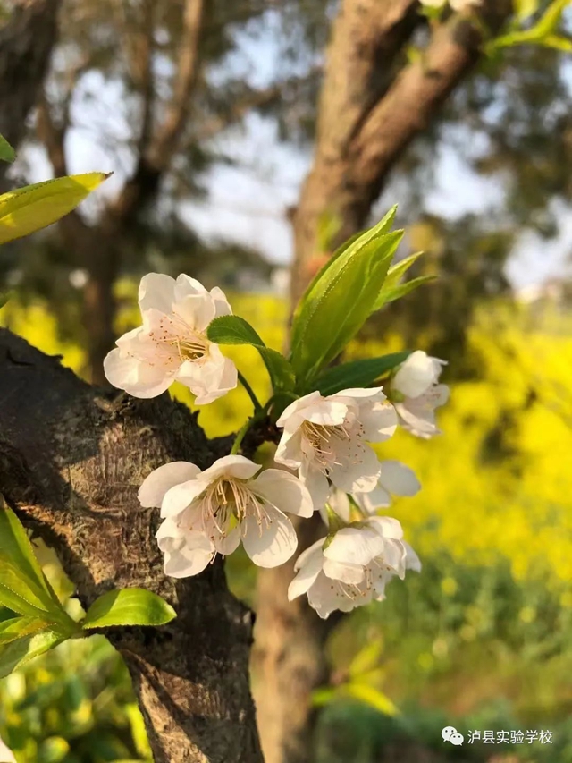 【喜报】实验校师生“泸县第十届校园艺术节”荣获26个奖项！(图25)